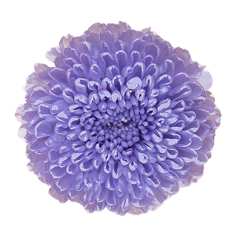 Chrysanthème Focus stabilisé lilas – grossiste en végétal stabilisé