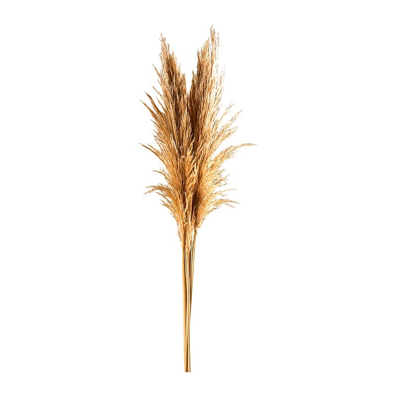 Herbe de la pampa stabilisée beige grillé – grossiste en fleurs stabilisées