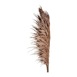 Herbe de la pampa stabilisée chocolat – végétal stabilisé en gros