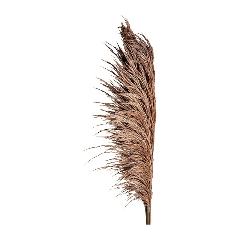 Herbe de la pampa stabilisée chocolat – végétal stabilisé en gros