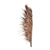 Herbe de la pampa stabilisée chocolat – végétal stabilisé en gros