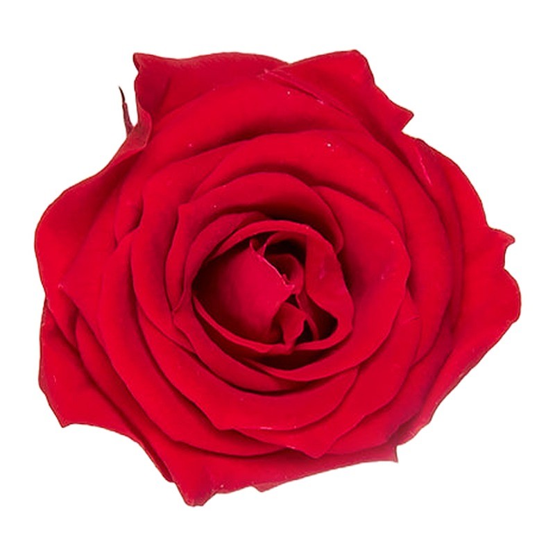 Rose stabilisée Princess rouge – grossiste en roses éternelles