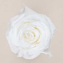 Rose stabilisée Princess blanc – rose éternelle en gros