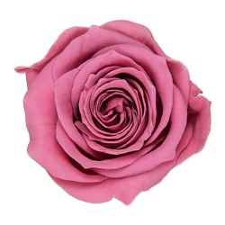 Rose stabilisée Princess cerise vintage – rose stabilisée en gros