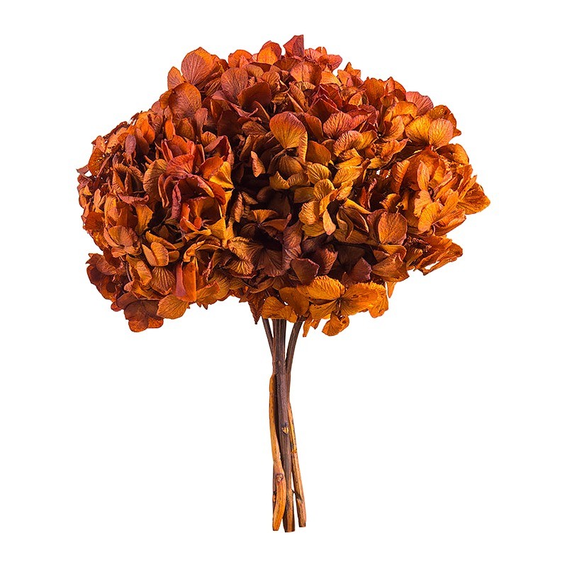 Hortensia stabilisé Standard rouille – grossiste en fleurs stabilisées