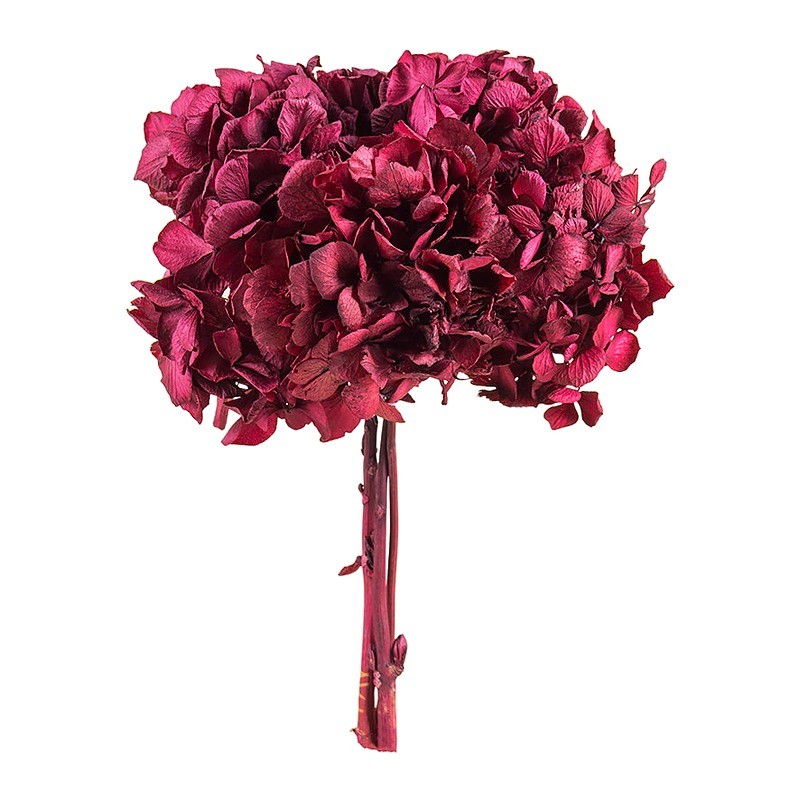 Hortensia stabilisé Standard byzance – fleurs stabilisées en gros