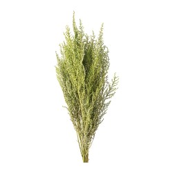 Stoebe stabilisé vert – grossiste en fleurs stabilisées