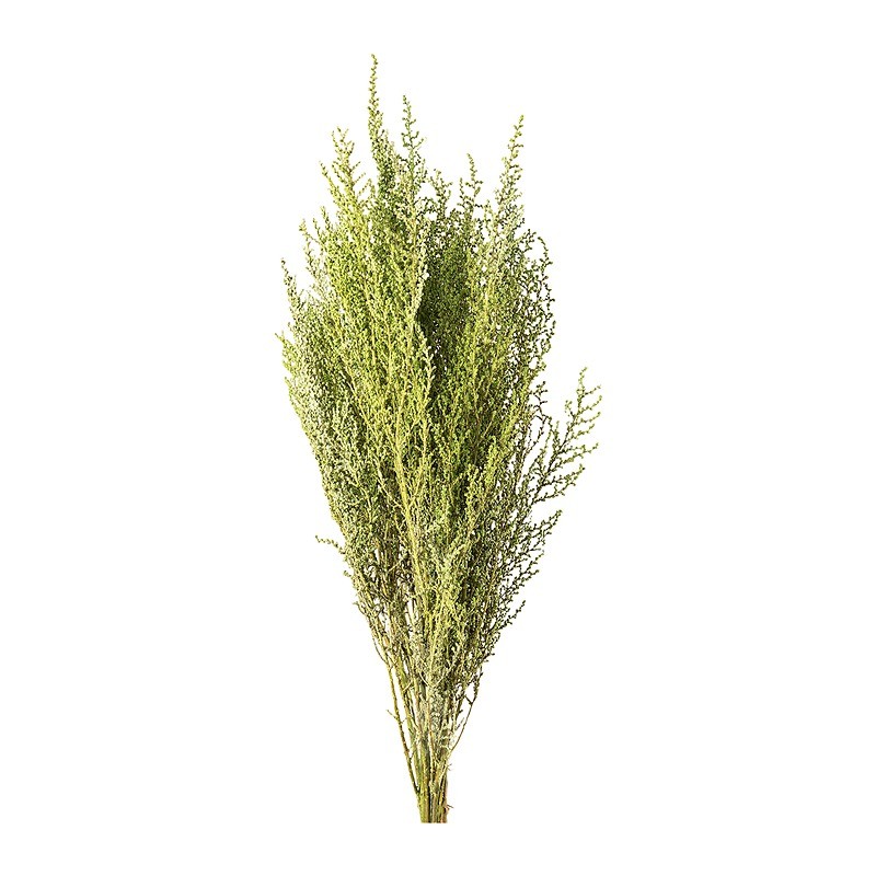 Stoebe stabilisé vert – grossiste en fleurs stabilisées