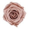 Rose stabilisée Princess noisette – grossiste en roses éternelles