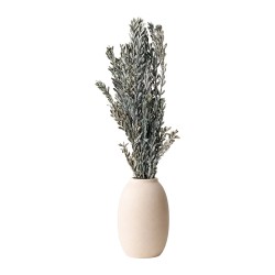 Eucalyptus Pubescens stabilisé vert sauge – grossiste en feuillage stabilisé