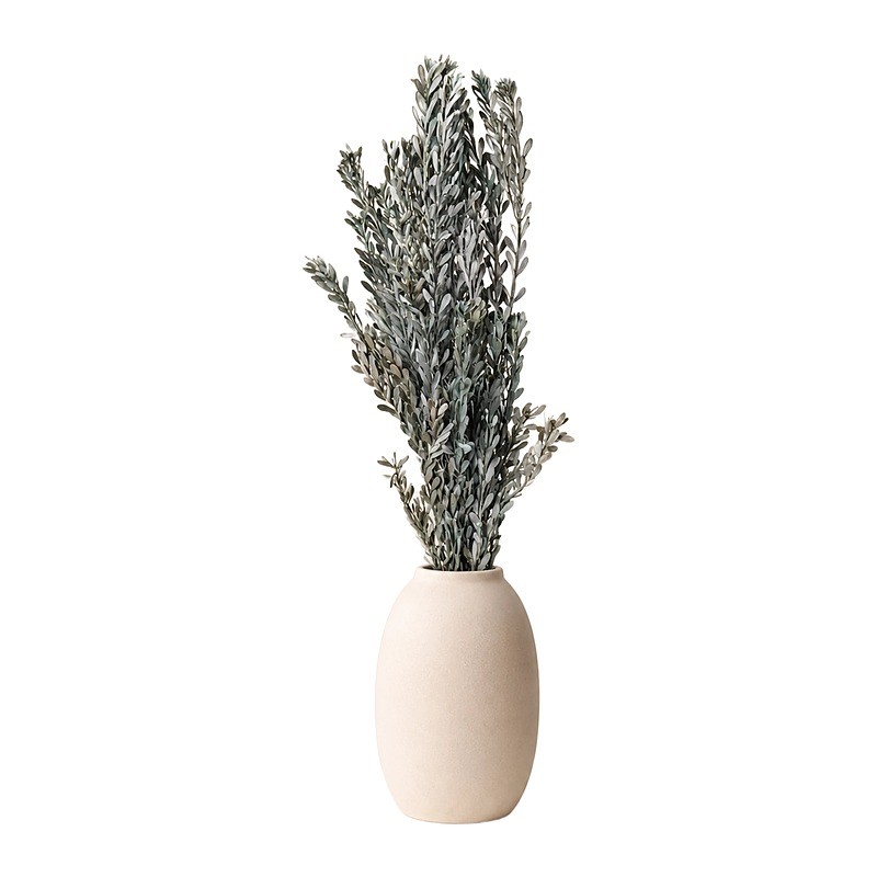Eucalyptus Pubescens stabilisé vert sauge – grossiste en feuillage stabilisé