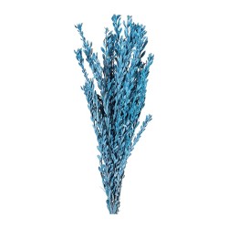 Eucalyptus Pubescens stabilisé bleu poudré – grossiste en végétal stabilisé