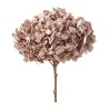 Hortensia stabilisé Premium noisette – grossiste en fleurs stabilisées