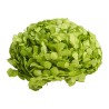 Hortensia stabilisé Premium vert pistache – fleurs stabilisées pour compositions qui durent des mois, prix grossiste