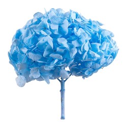 Hortensia stabilisé Premium bleu pastel – fleurs stabilisées pour compositions qui durent des mois, prix grossiste