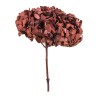 Hortensia stabilisé Premium café – végétal stabilisé en gros