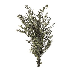 Eucalyptus Parvifolia stabilisé – feuillage stabilisé en gros