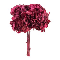 Hortensia stabilisé Standard byzance – grossiste en fleurs stabilisées – box Rouge Byzance