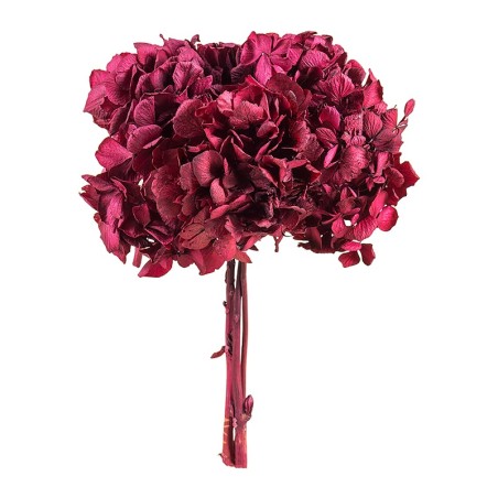 Hortensia stabilisé Standard byzance – grossiste en fleurs stabilisées – box Rouge Byzance