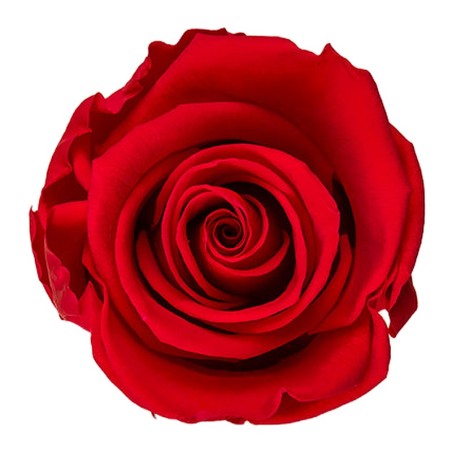 Rose stabilisée Standard rouge – rose éternelle stabilisée pour coffrets Saint-Valentin, vente en gros – box Rouge Byzance