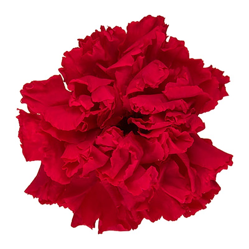 Œillet stabilisé rouge – grossiste en végétal stabilisé – box Rouge Byzance