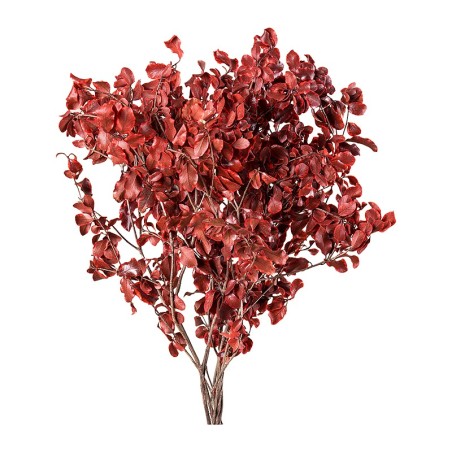 Pittosporum stabilisé rouge – grossiste en feuillage stabilisé – box Rouge Byzance