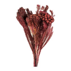 Brunia Albiflora stabilisé byzance – grossiste en fleurs stabilisées – box Rouge Byzance