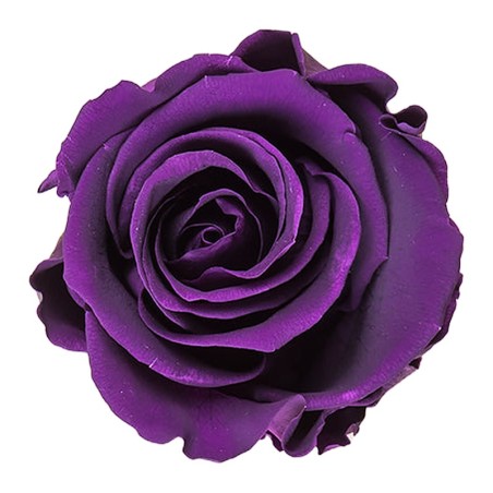 Rose stabilisée Standard violet – grossiste en roses éternelles – box Lavande & velours