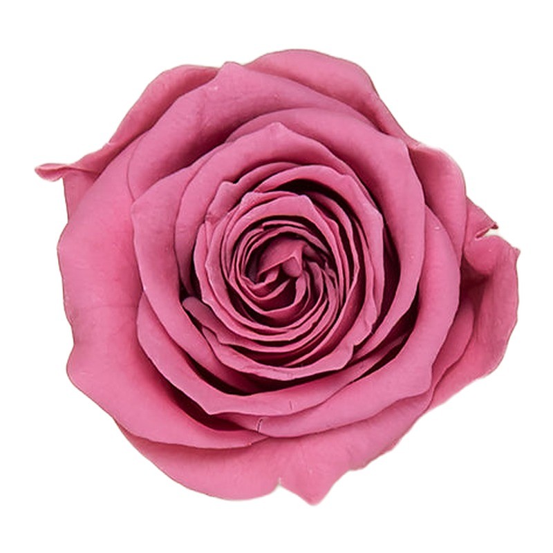Rose stabilisée Princess cerise vintage – acheter des roses éternelles pas chères – box Cerise sauvage