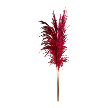 Herbe de la pampa stabilisée rose foncé – grossiste en fleurs stabilisées