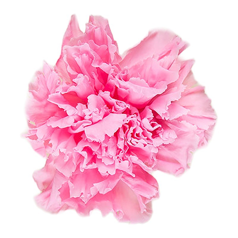 Œillet stabilisé rose pastel – grossiste en végétal stabilisé – box Cerise sauvage