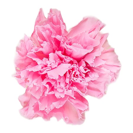 Œillet stabilisé rose pastel – grossiste en végétal stabilisé – box Cerise sauvage