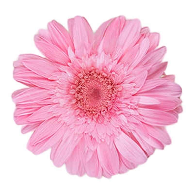 Gerbera stabilisé rose pastel – végétal stabilisé en gros – box Cerise sauvage