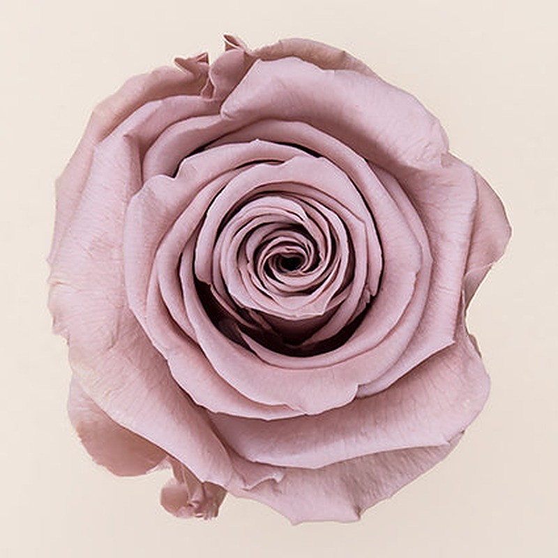 Rose stabilisée Standard noisette – grossiste en roses éternelles – box Douceur nude