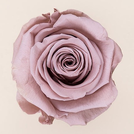 Rose stabilisée Standard noisette – grossiste en roses éternelles – box Douceur nude