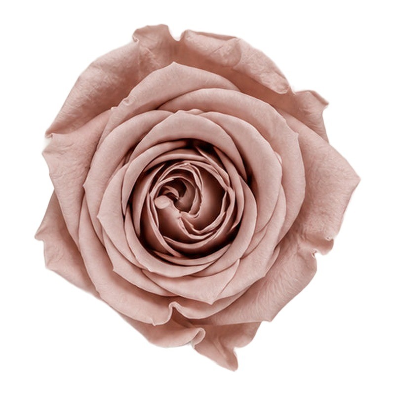Rose stabilisée Princess noisette – acheter des roses éternelles pas chères – box Douceur nude