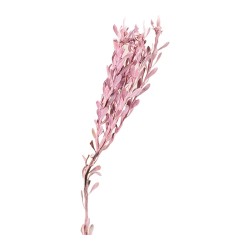 Eucalyptus Pubescens stabilisé rose poudré – feuillage stabilisé pour bouquets sans entretien, prix grossiste – box Douceur nude