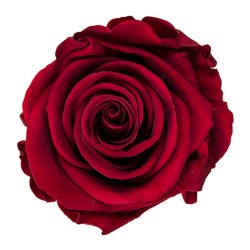 Rose stabilisée Standard bordeaux – rose éternelle en gros – box Bordeaux d'automne