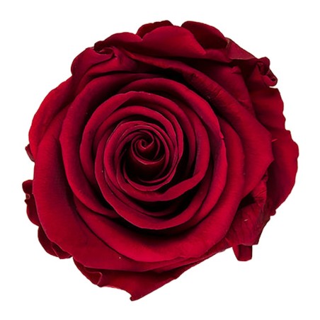 Rose stabilisée Standard bordeaux – rose éternelle en gros – box Bordeaux d'automne