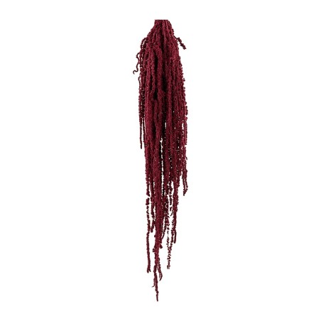 Amarante stabilisée bordeaux – feuillage stabilisé pour bouquets sans entretien, prix grossiste – box Bordeaux d'automne