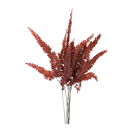 Fougère Felci stabilisée rouge – feuillage en gros pour fleuristes – box Bordeaux d'automne