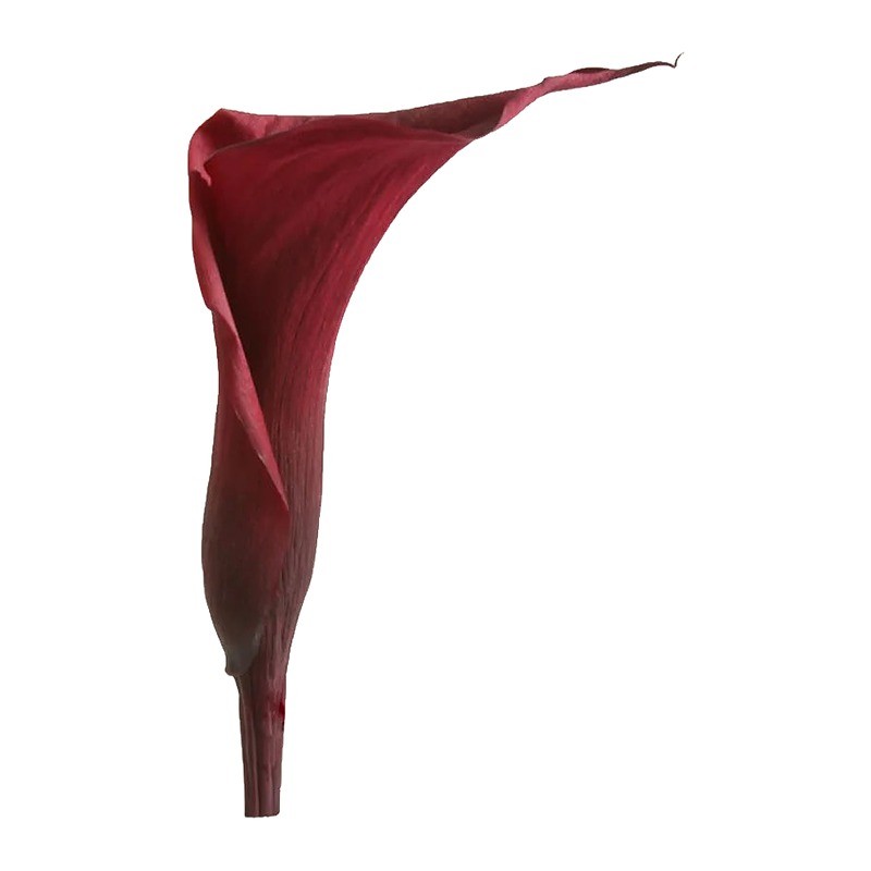 Mini-calla stabilisé bordeaux – grossiste en fleurs stabilisées – box Bordeaux d'automne