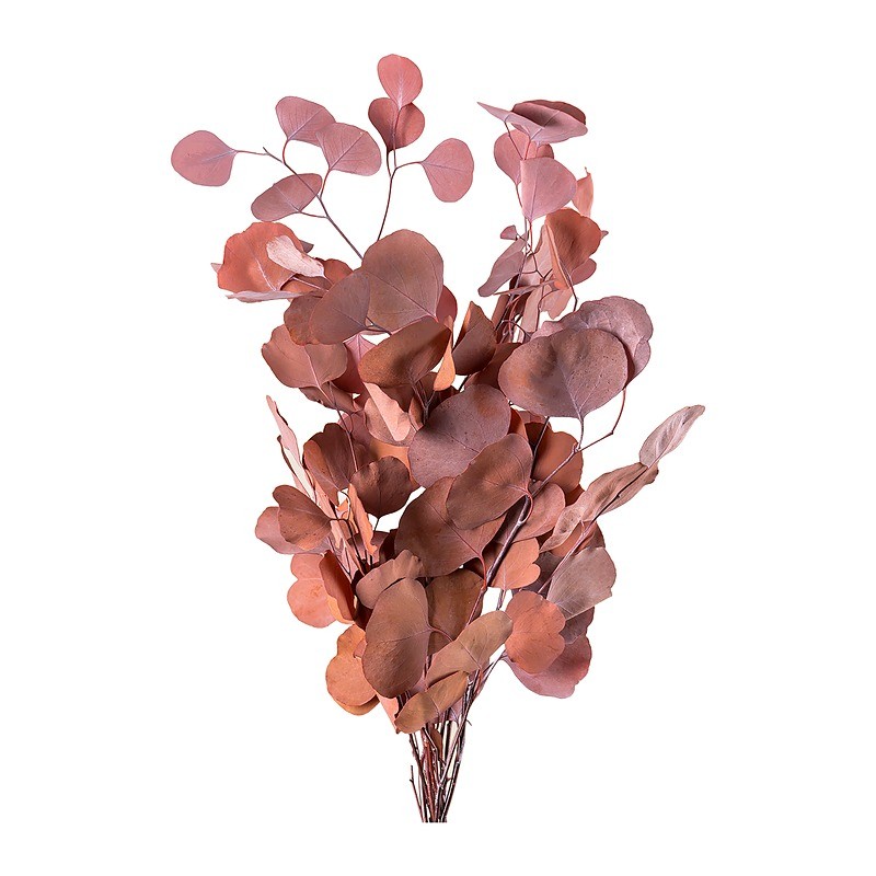 Eucalyptus Populus stabilisé moka cacao – feuillage stabilisé pour bouquets sans entretien, prix grossiste – box Chocolat & moka