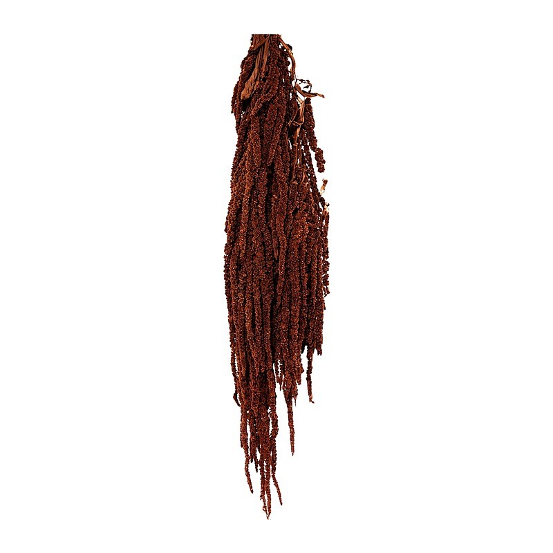 Amarante stabilisée moka cacao – grossiste en végétal stabilisé – box Chocolat & moka