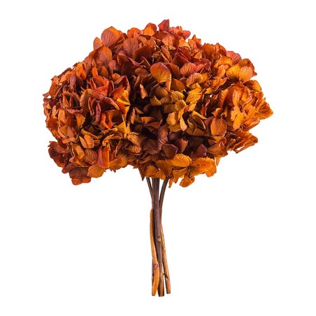 Hortensia stabilisé Standard rouille – grossiste en fleurs stabilisées – box Rouille & pêche