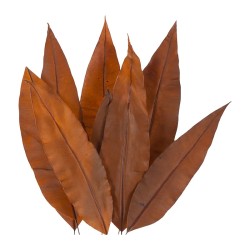 Feuille tropicale stabilisée orange – feuillage stabilisé en gros – box Rouille & pêche