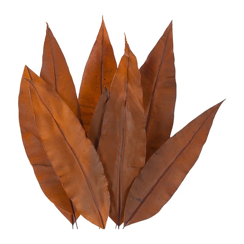 Feuille tropicale stabilisée orange – feuillage stabilisé en gros – box Rouille & pêche
