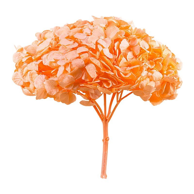 Hortensia stabilisé Premium orange pastel – fleur stabilisée pour fleuristes et décorateurs, vente en gros – box Rouille & pêche