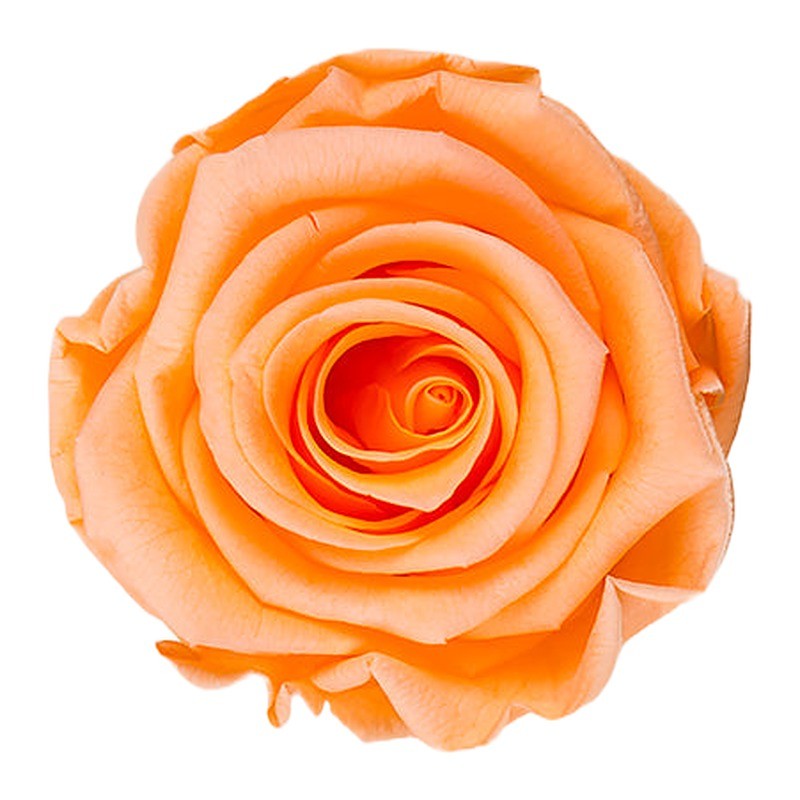 Rose stabilisée Standard pêche – grossiste en roses éternelles – box Rouille & pêche