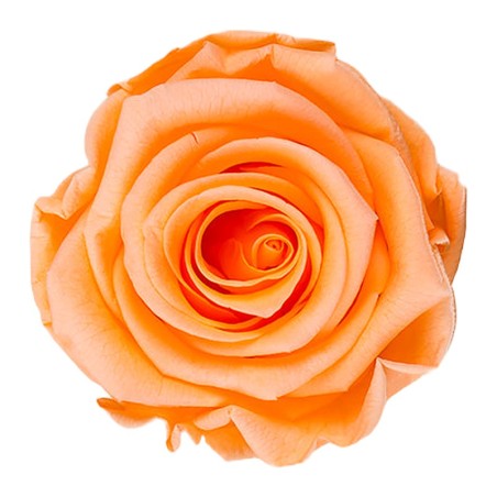 Rose stabilisée Standard pêche – grossiste en roses éternelles – box Rouille & pêche